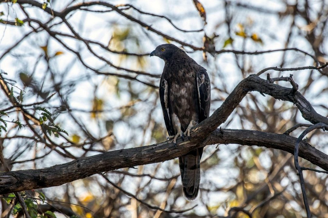 Gir Aziatische Wespendief.jpg