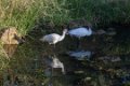 2488 Gir Witte Ibis