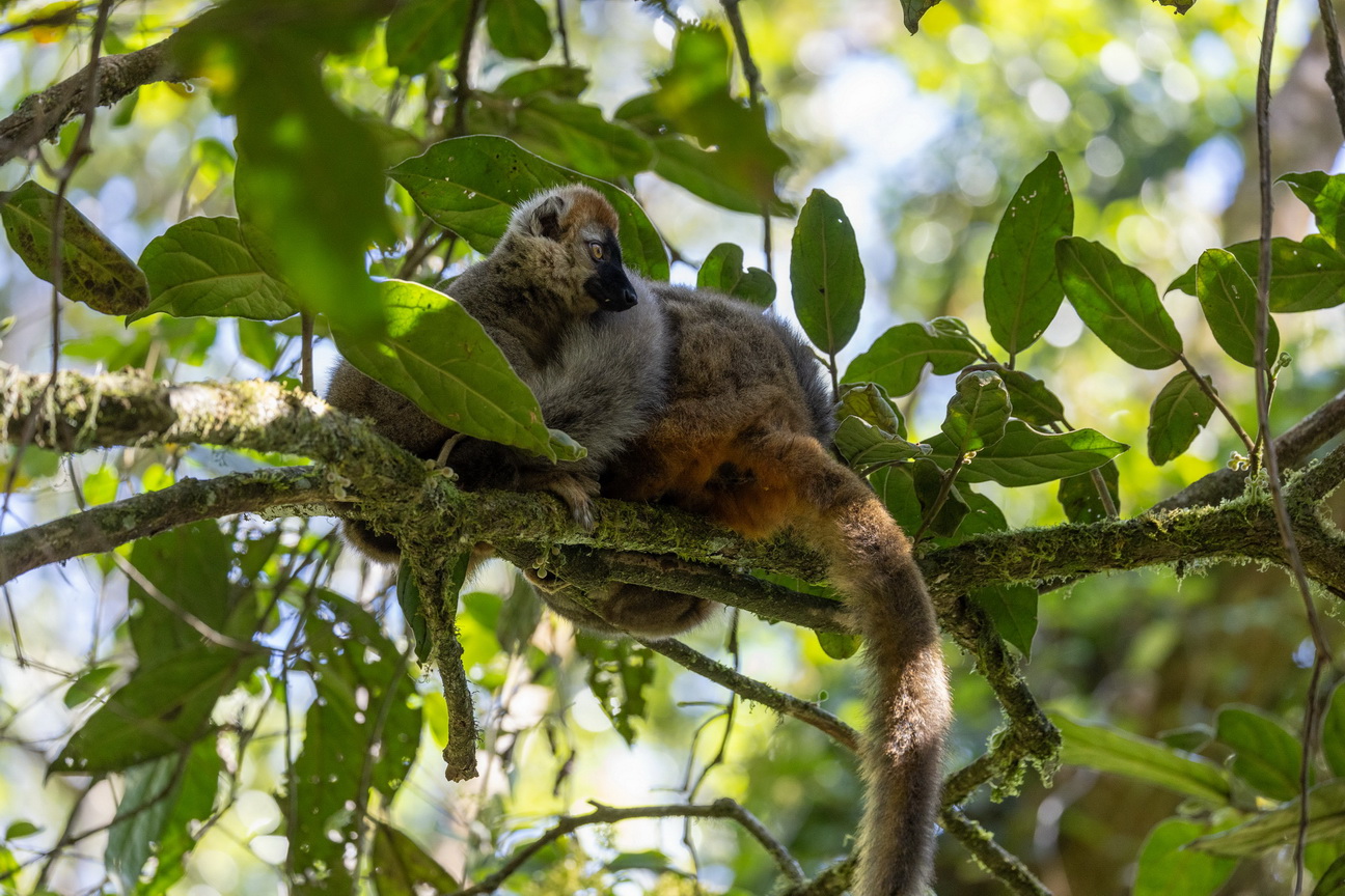 0473 Ramonafana NP Bruine Lemur.jpg