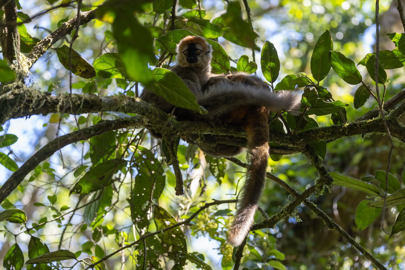 0476 Ramonafana NP Bruine Lemur.jpg