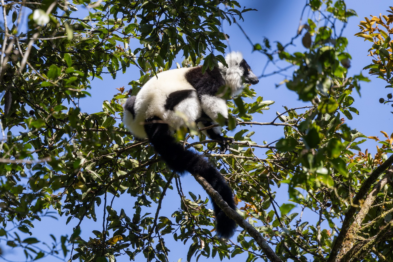 0489 Ramonafana NP Bonte Maki.jpg