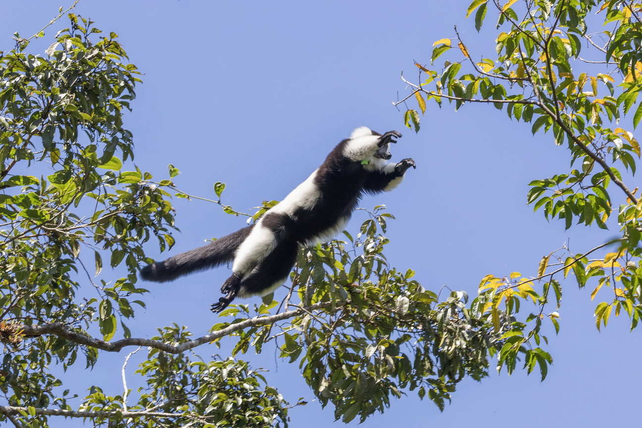 0508 Ramonafana NP Bonte Maki.jpg