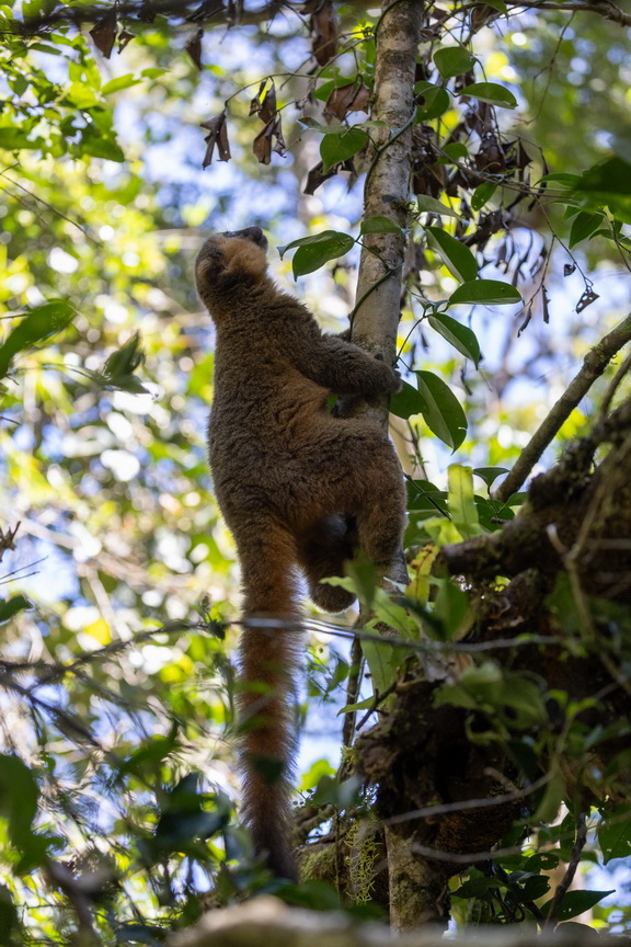 0522 Ramonafana NP Gouden Bamboelemur.jpg