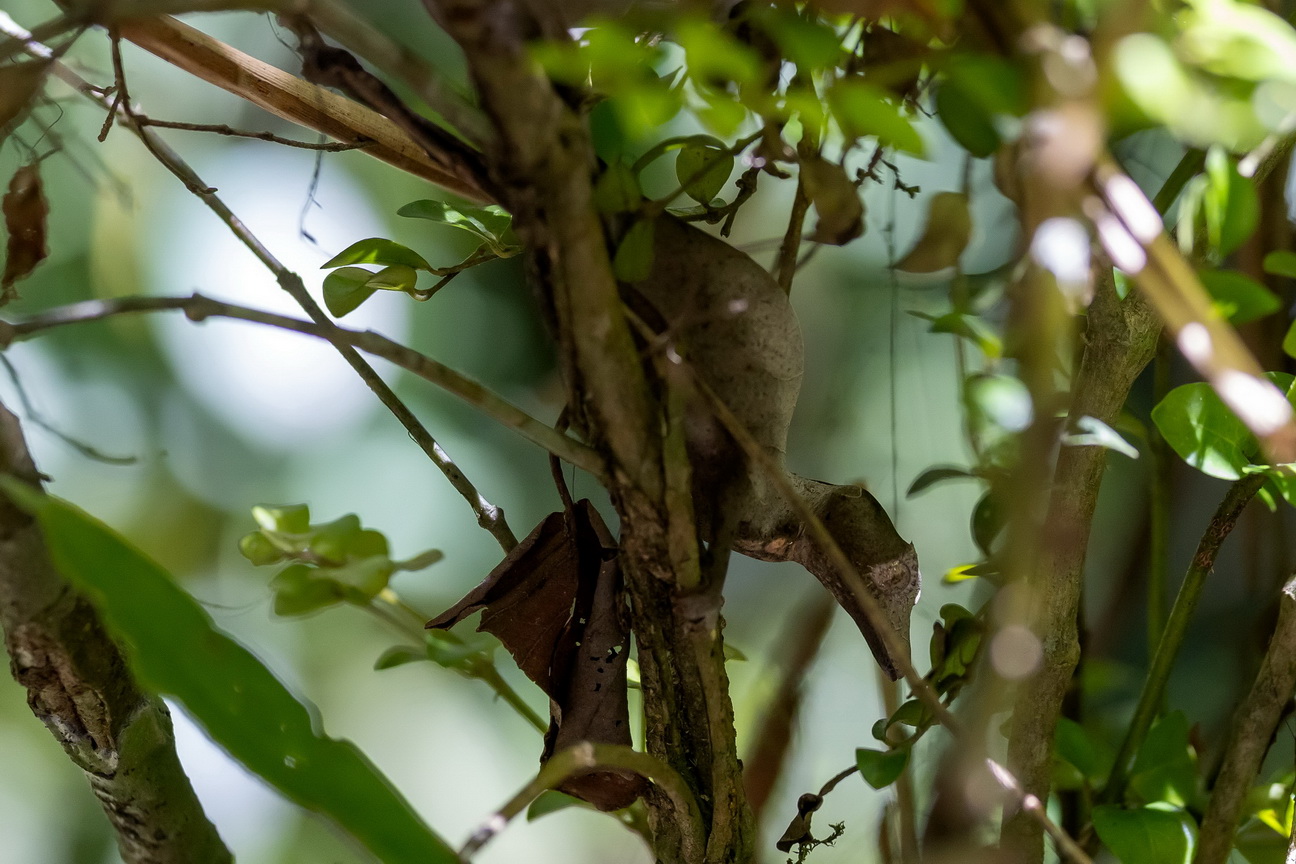 0523 Ramonafana NP Bladstaart Gekko.jpg
