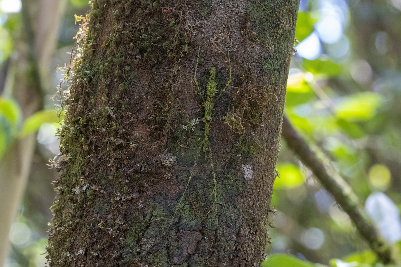0529 Ramonafana NP Insect.jpg