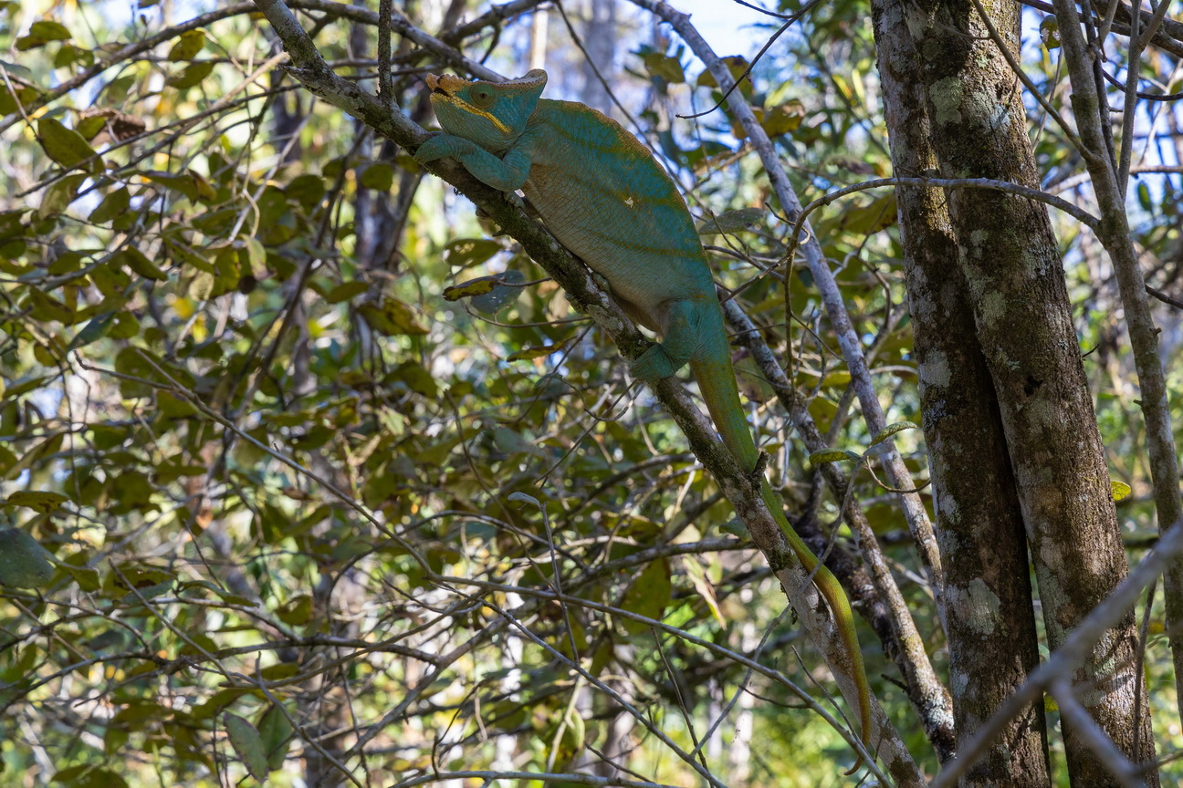 0538 Ramonafana NP Parsons Kameleon.jpg