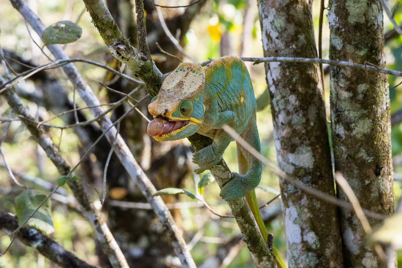 0548 Ramonafana NP Parsons Kameleon.jpg