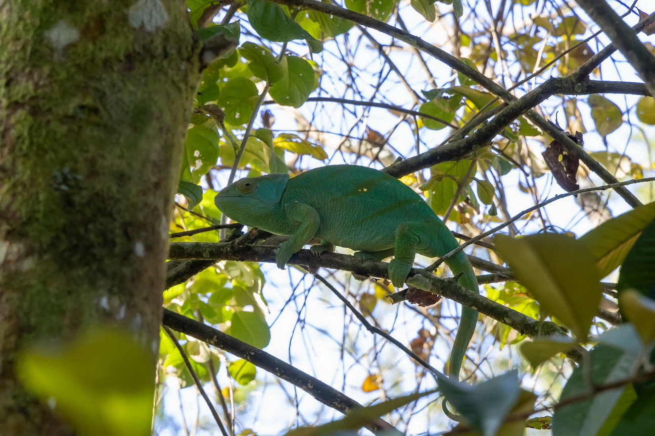 0555 Ramonafana NP Parsons Kameleon.jpg