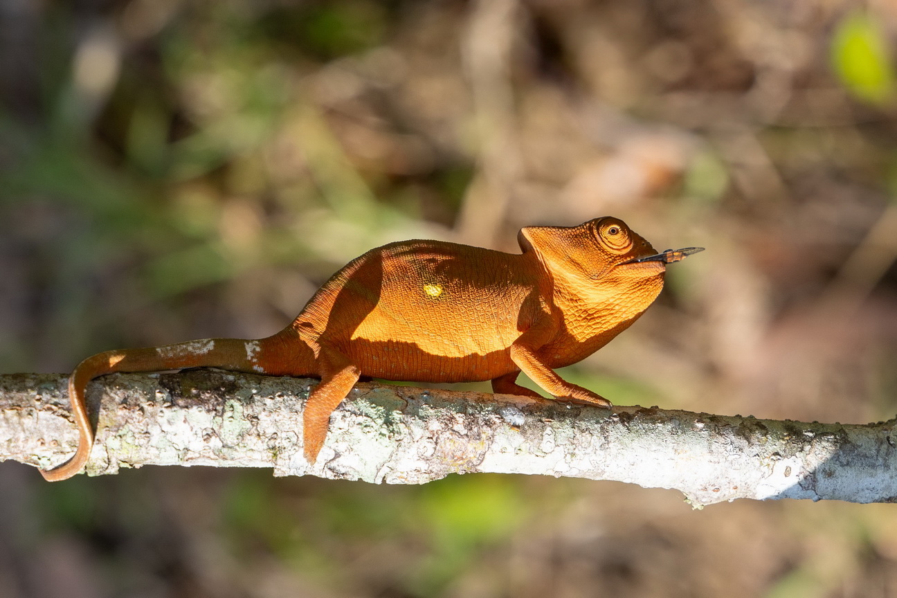 0561 Ramonafana NP Parsons Kameleon m jong.jpg
