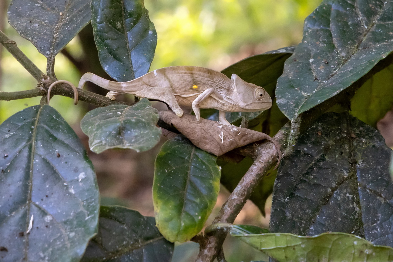 0570 Ramonafana NP Parsons Kameleon v jong.jpg