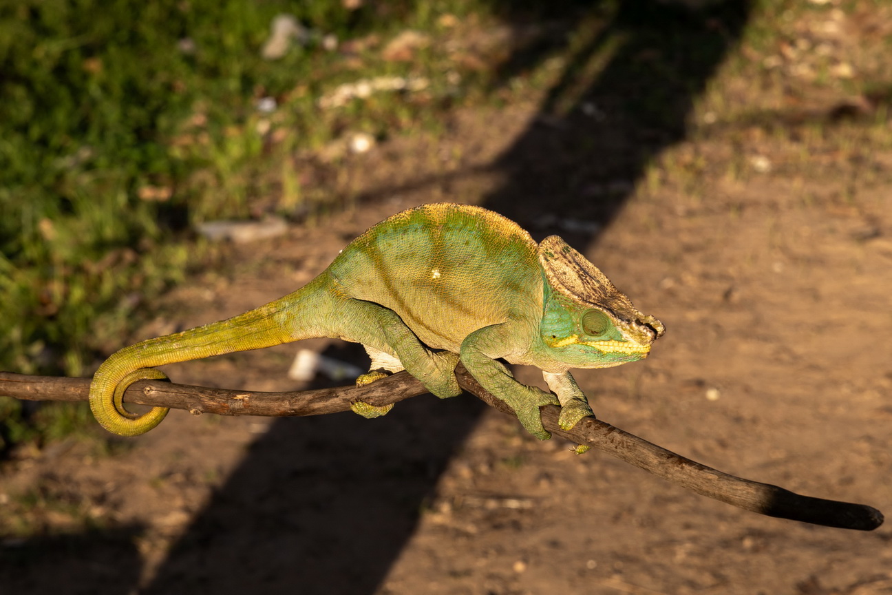 0575 Ramonafana NP Parsons Kameleon.jpg
