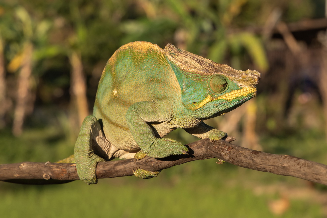 0580 Ramonafana NP Parsons Kameleon.jpg