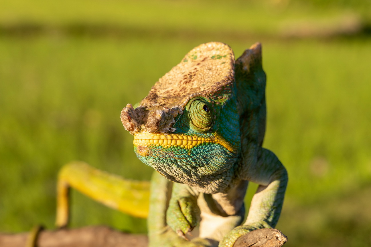 0590 Ramonafana NP Parsons Kameleon.jpg