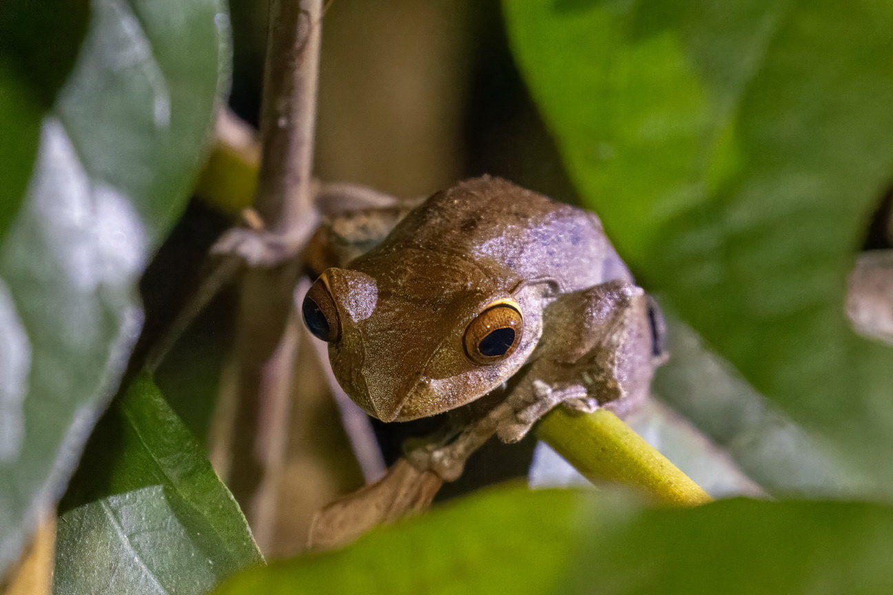 3395 Ramonafana NP Madagascar gouden kikker.jpg