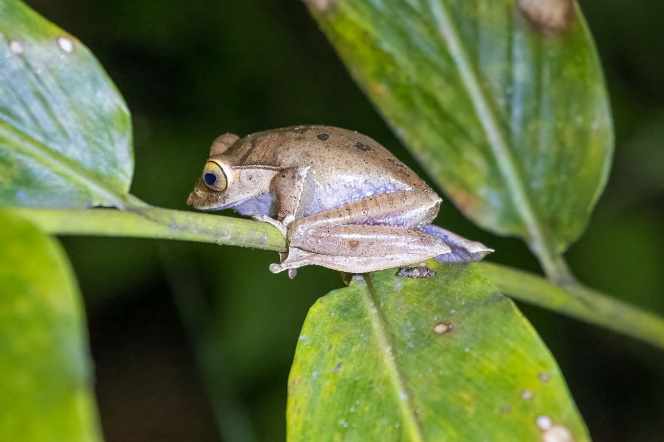 3399 Ramonafana NP Madagascar gouden kikker.jpg