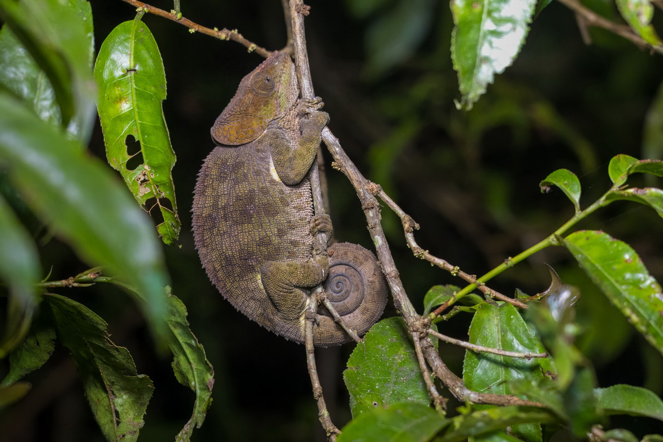 3401 Ramonafana NP Korthoormkameleon.jpg