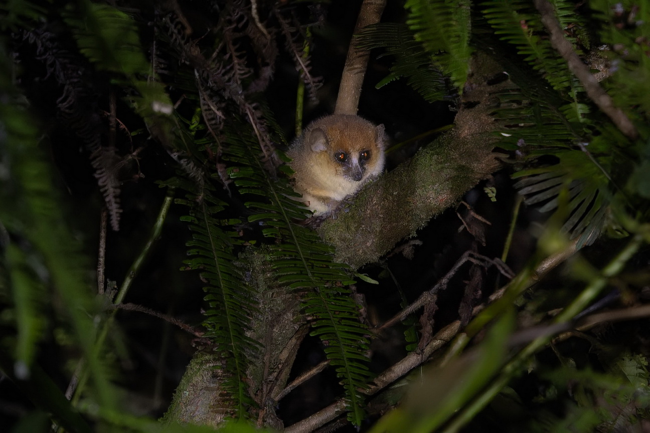 Ramonafana NP Brown mouse Lemur.jpg