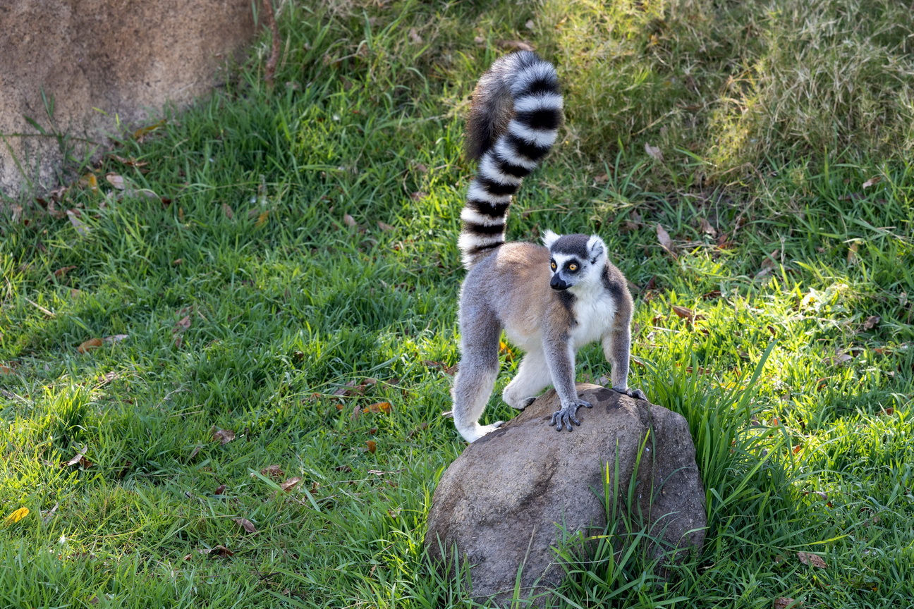 0733 Anja Park Ringstaart Maki.jpg