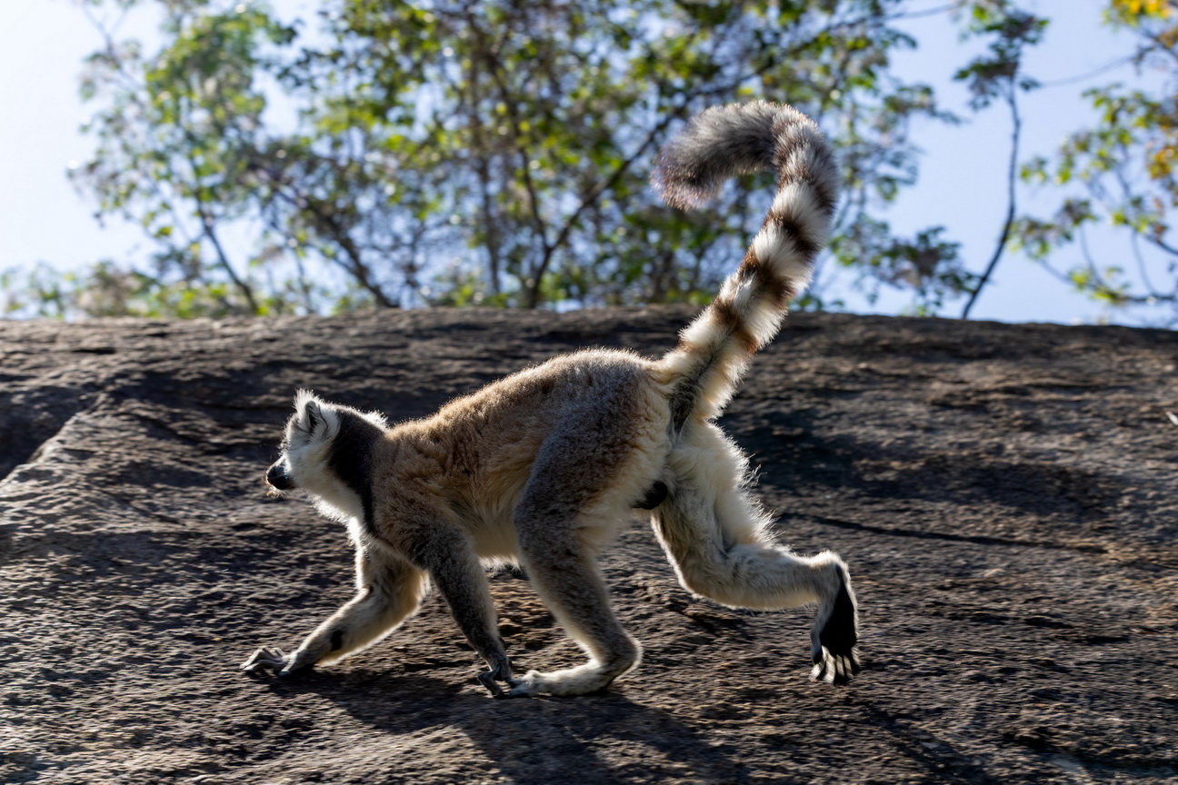 0749 Anja Park Ringstaart Maki.jpg