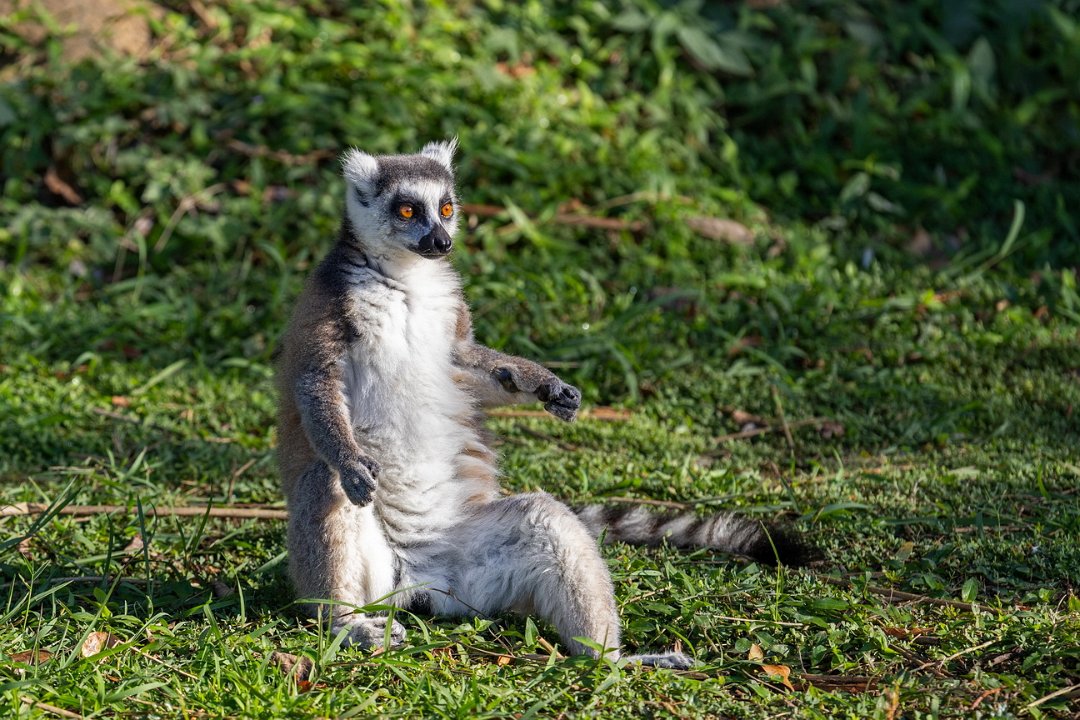 0659 Anja Park Ringstaart Maki.jpg