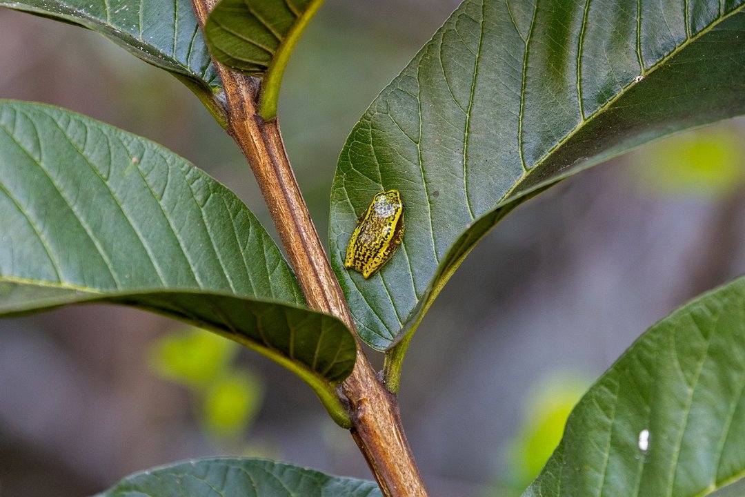 0664 Anja Park Rietkikker.jpg