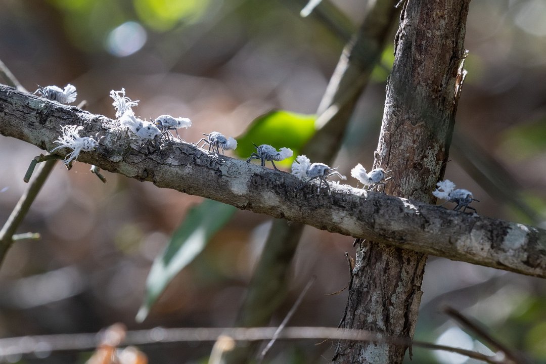 0750 Anja Park Ringstaart Maki.jpg
