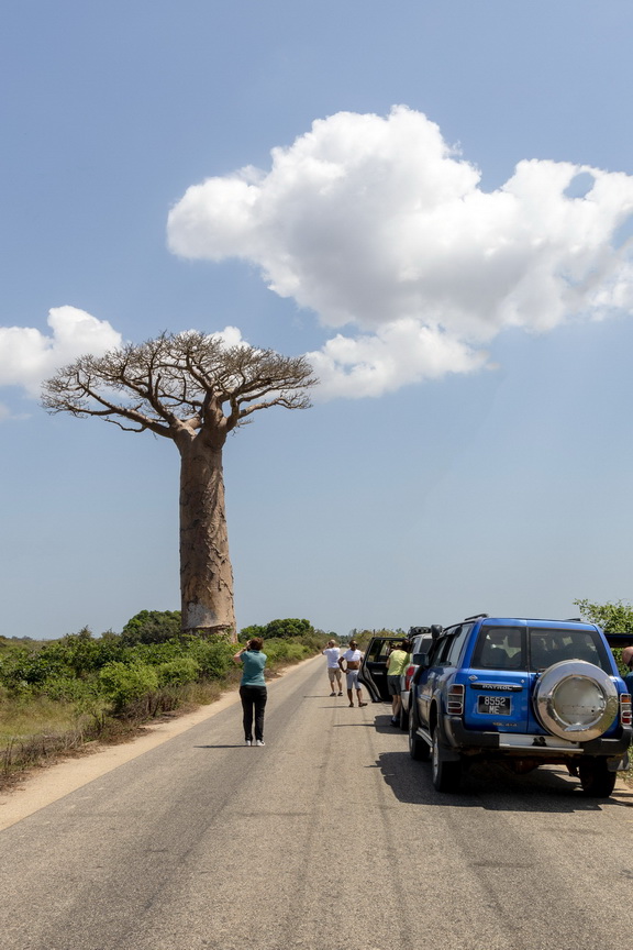 0172 Allee des Baobab Bomen.jpg