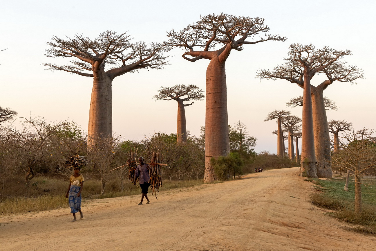 0204 Allee des Baobab Zonsondergang.jpg