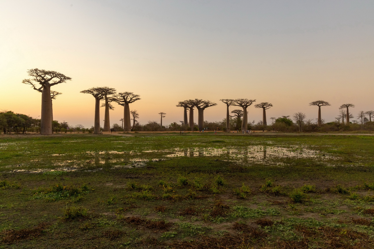 0212 Allee des Baobab Zonsondergang.jpg