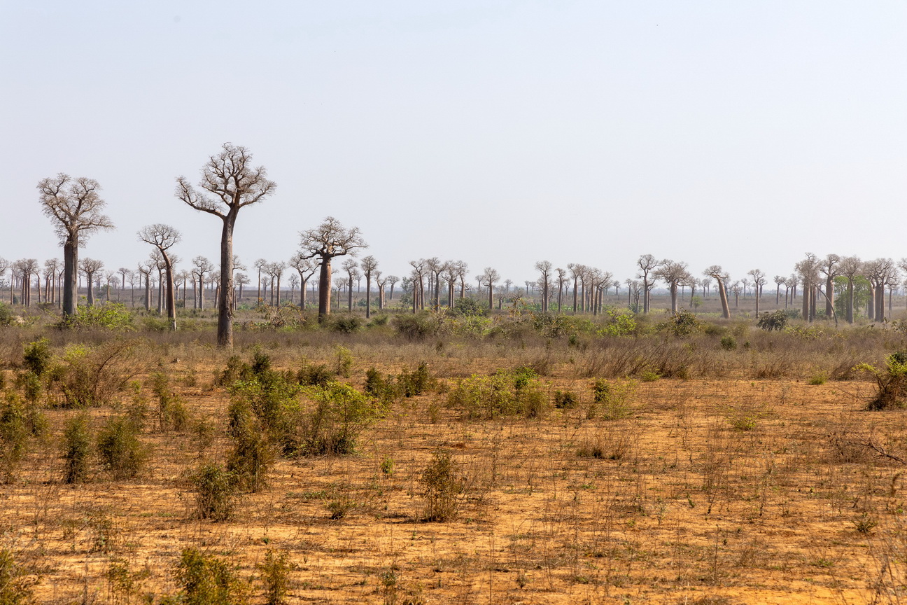 0219 Naar Bekopaka Baobabs.jpg