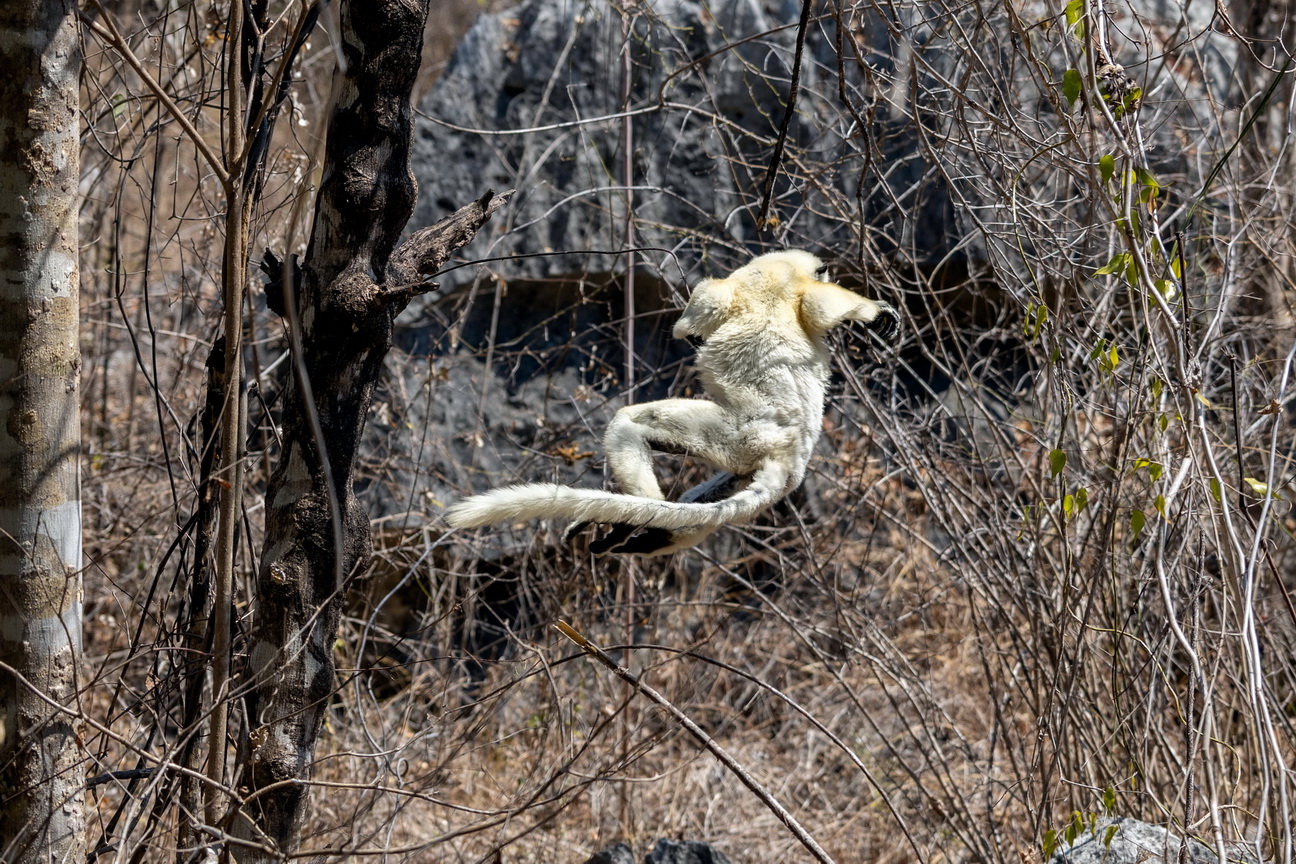 0287 Tsingy de Bemaraha Deckens Sifaka.jpg