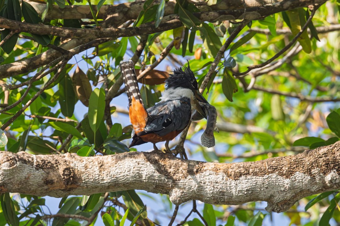 3278 Jaguar Lodge Amerikaanse Reuzenijsvogel.jpg
