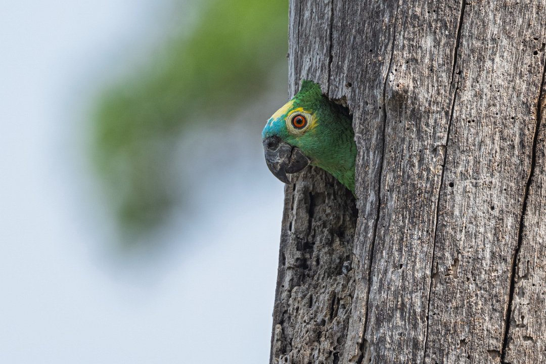2933 Pantanal Goudvoorhoofdparkiet.jpg