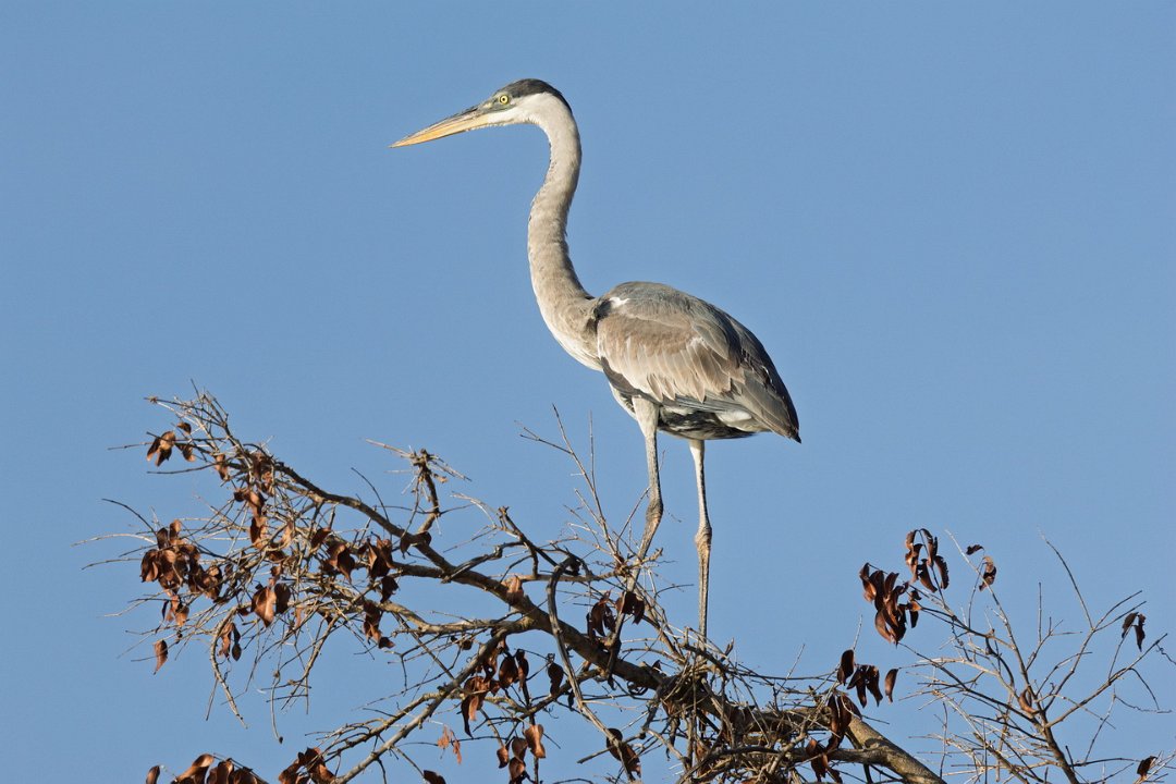 1797 Paraquay rivier Sokoireiger.jpg