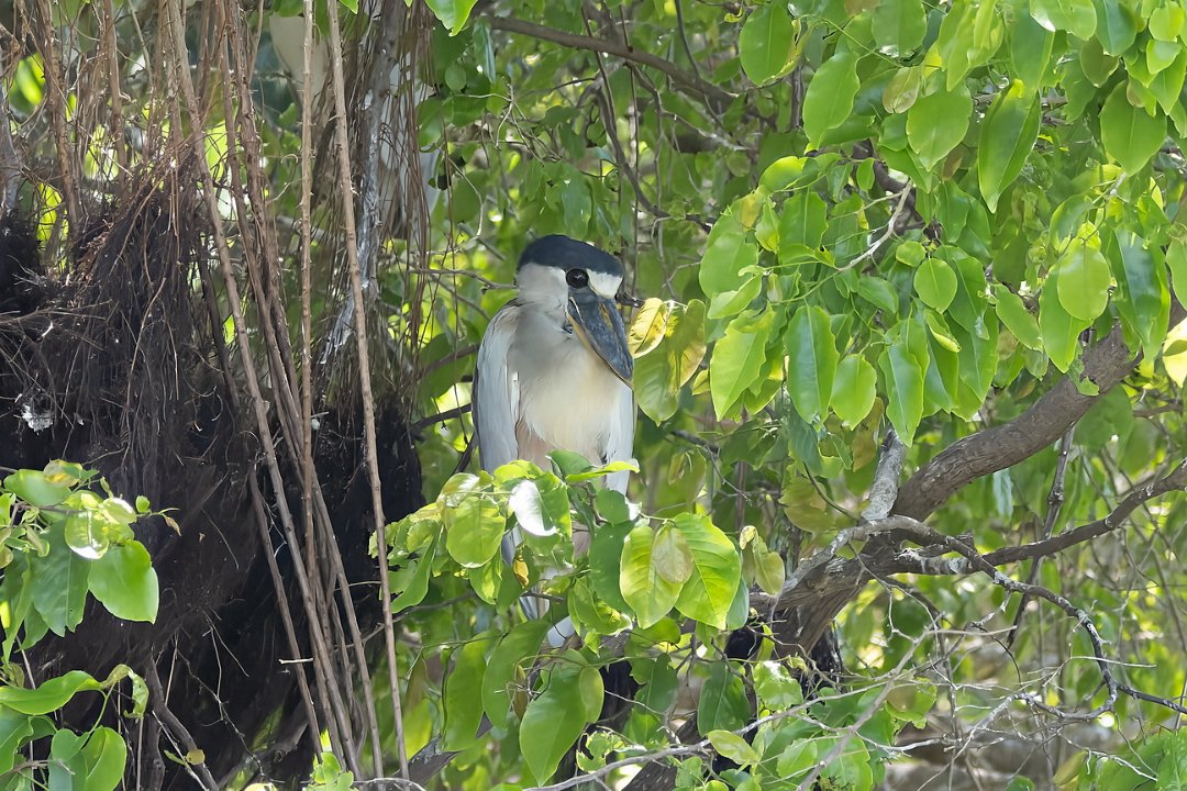 3 Paraquay rivier Schuitbekreiger.jpg