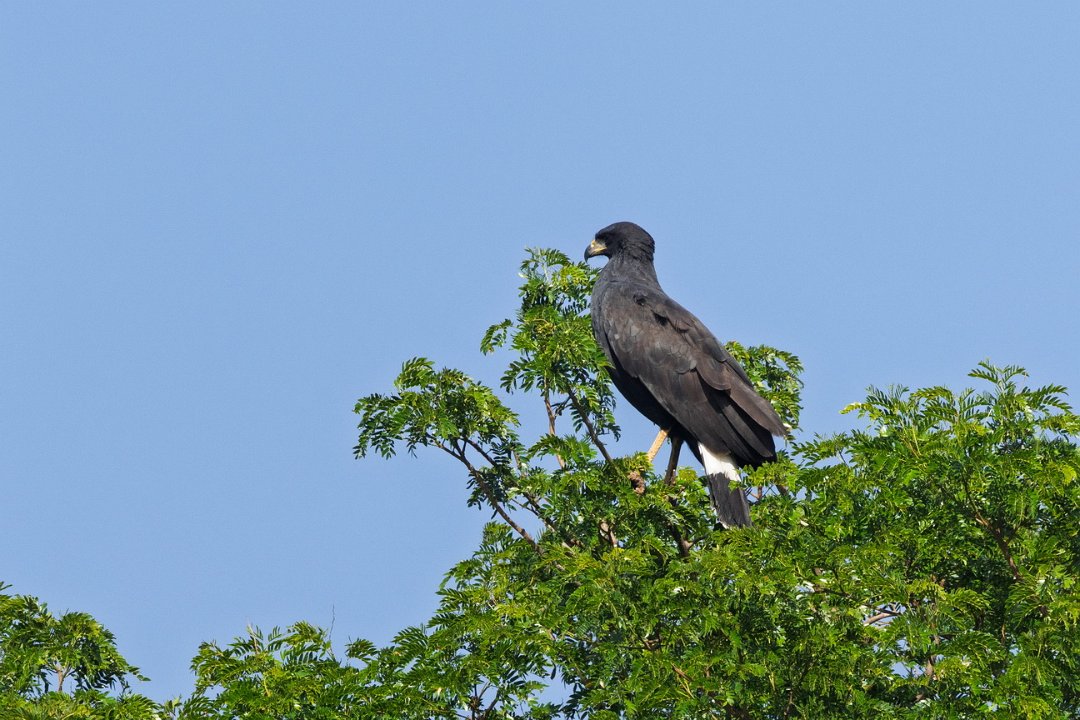 1929 Paraquay rivier Zwarte Arendbuizerd.jpg
