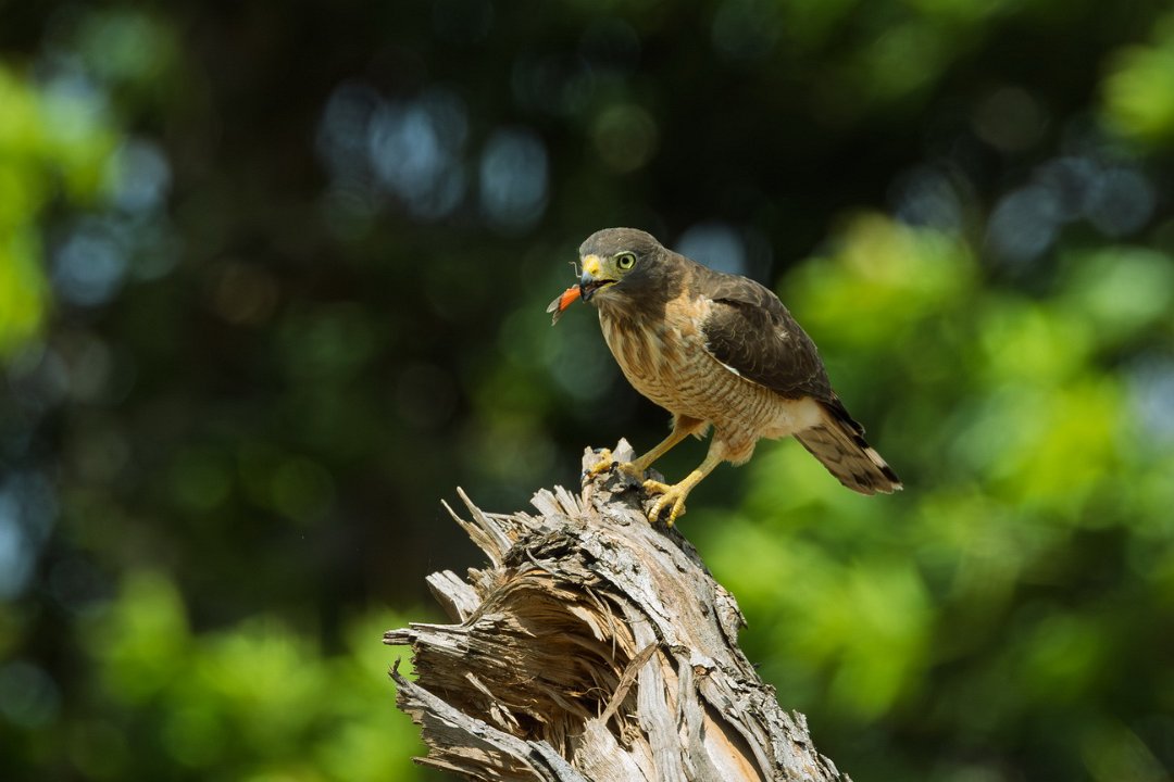 2400 Paraquay rivier Wegbuizerd.jpg