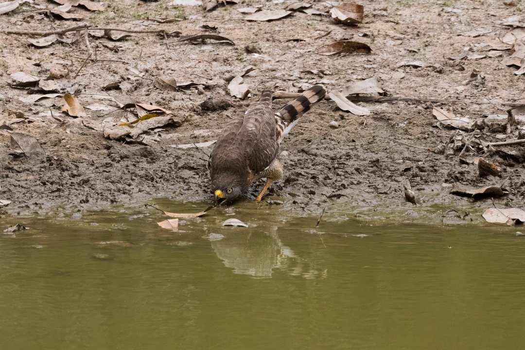 2690 Pantanal Weghavik.jpg