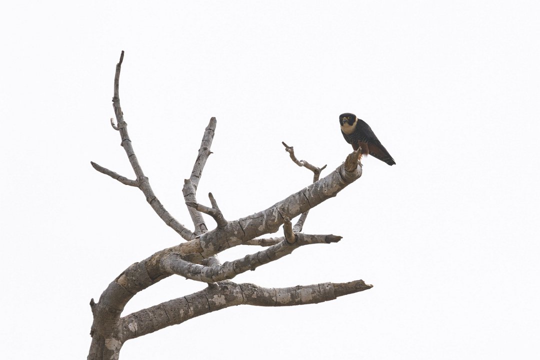 2925 Pantanal Vleermuisvalk.jpg