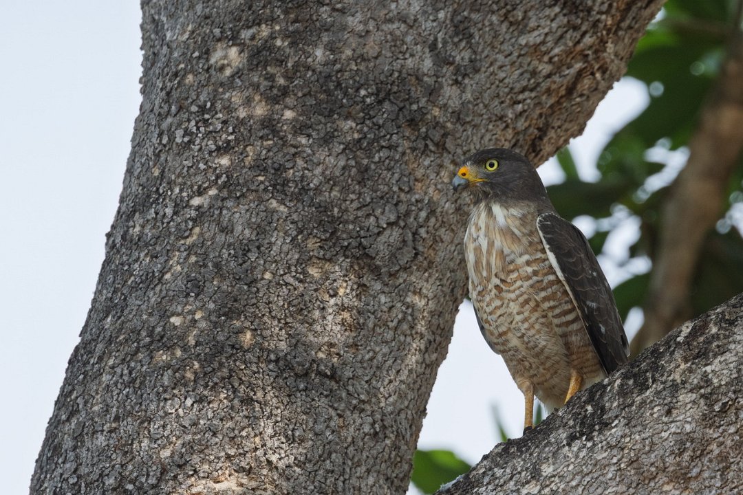 2930 Pantanal Weghavik.jpg