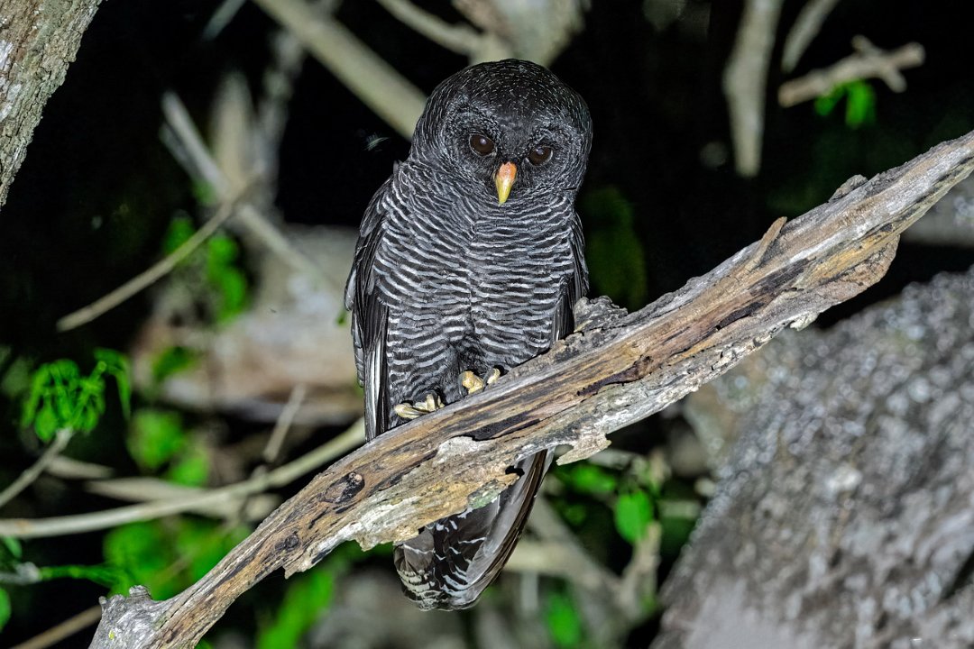 2879 Pantanal Zwartgestreepte Bosuil.jpg
