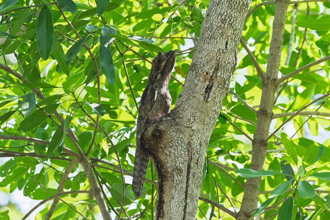 2966 Pantanal Reuzennachtzwaluw-.jpg