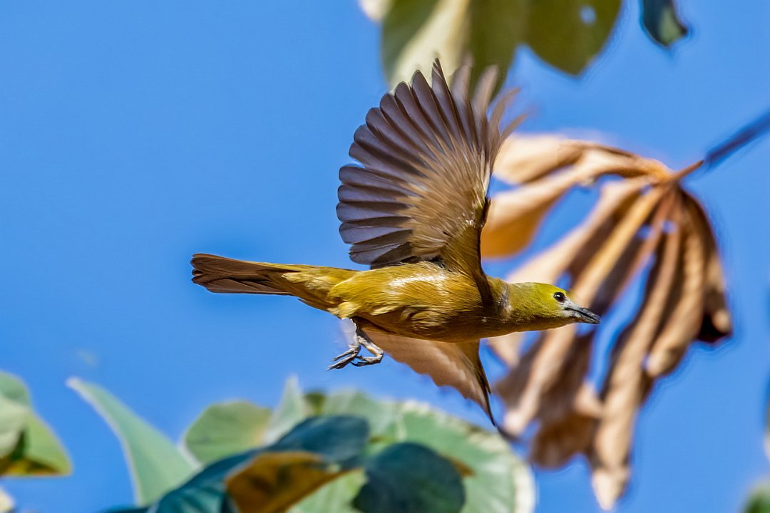 1641 Onderweg Palmtangare.jpg