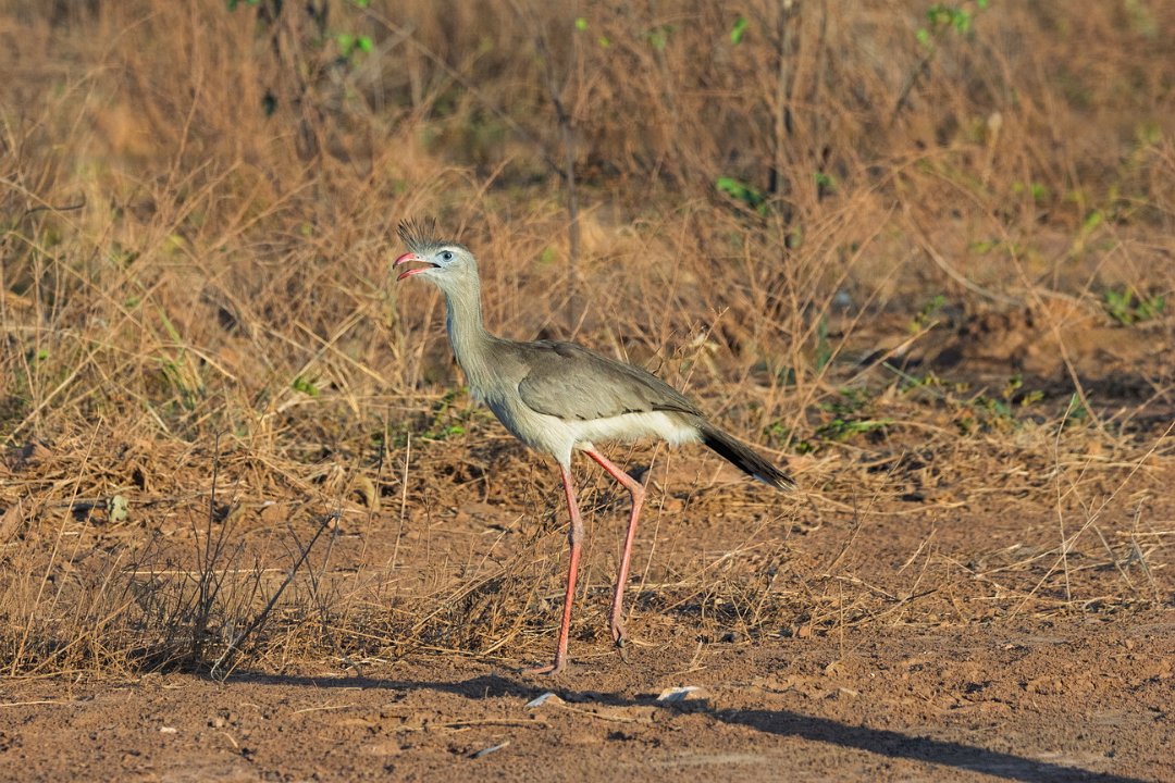 1710 Onderweg Kuifseriema.jpg
