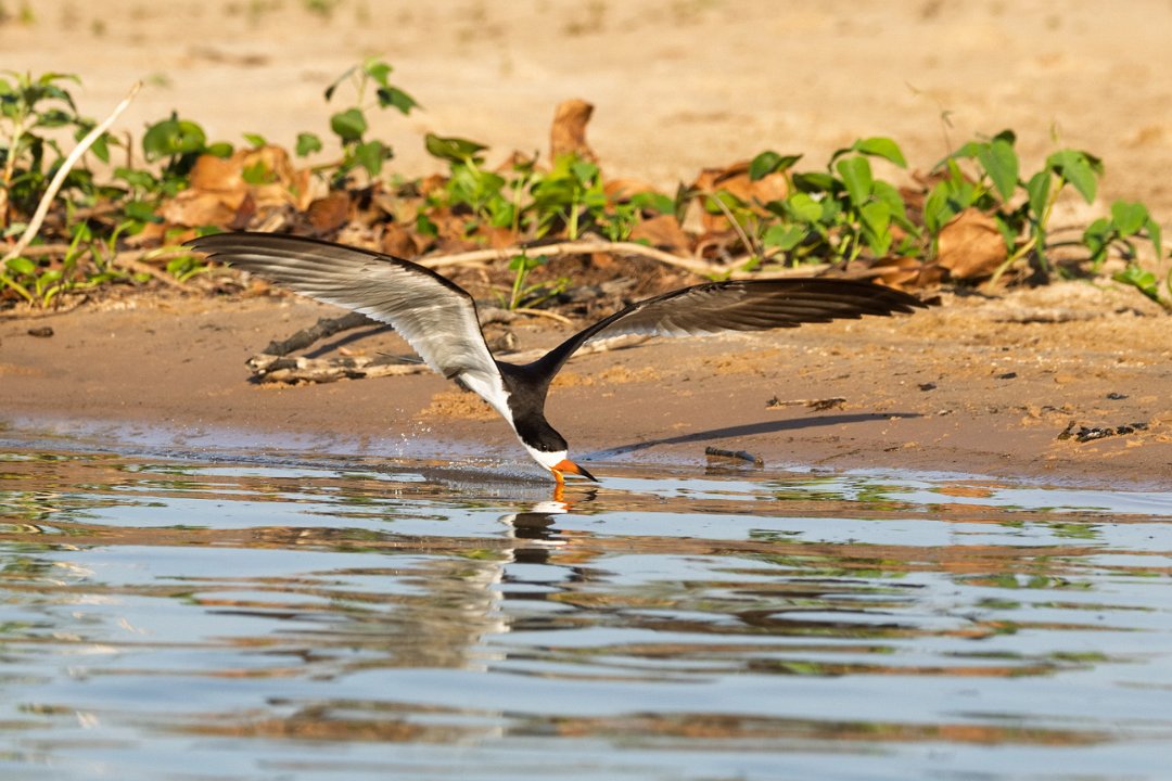 1807 Paraquay rivier Amerikaanse Schaarbek.jpg