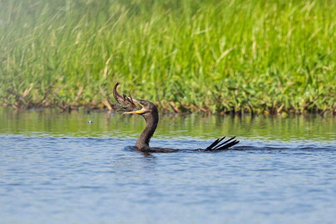 1937 Paraquay rivier Aalscholver.jpg