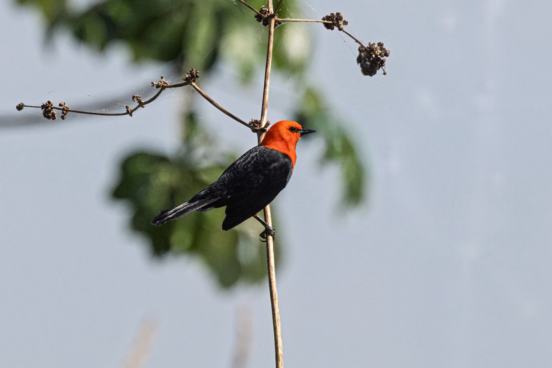 2223 Paraquay rivier Roodkoptroepiaal.jpg