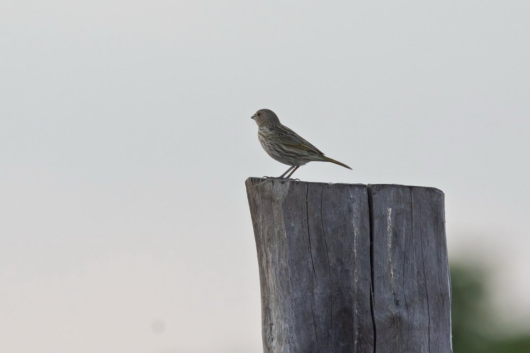 2328 Paraquay rivier Bruine Koevogel.jpg