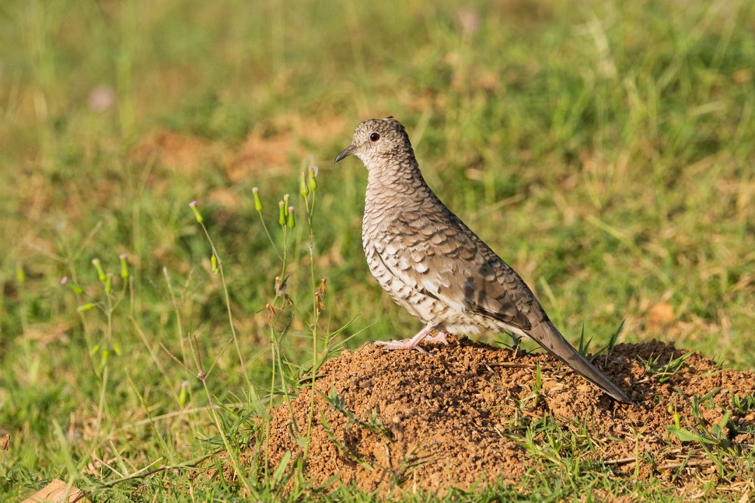 2344 Paraquay rivier Geschubde Duif.jpg