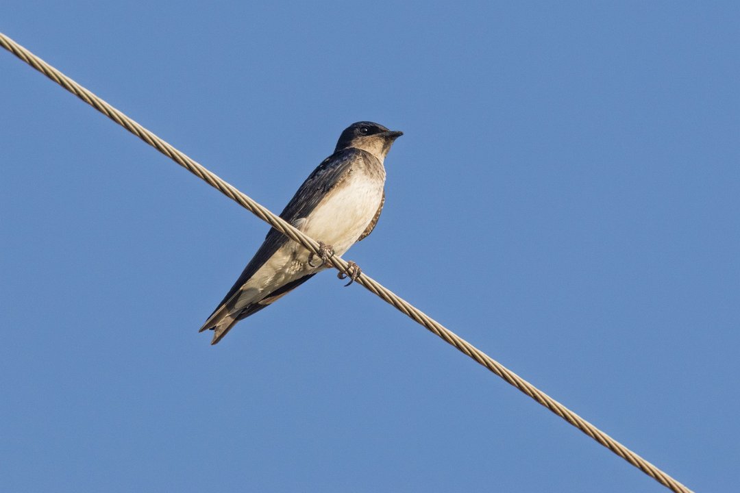 2346 Paraquay rivier Mangrove-zwaluw.jpg